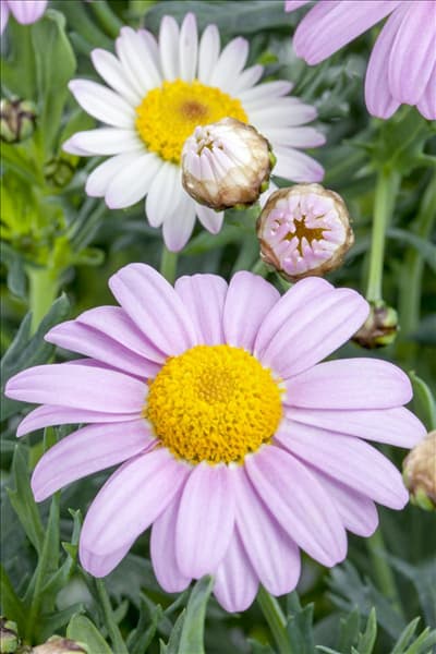 Argyranthemum frutescens, rosa