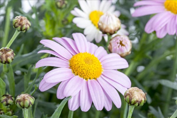 Argyranthemum frutescens, rosa