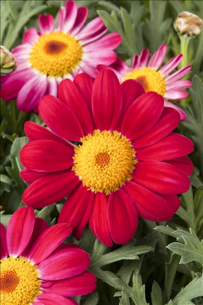 Argyranthemum frutescens, rot