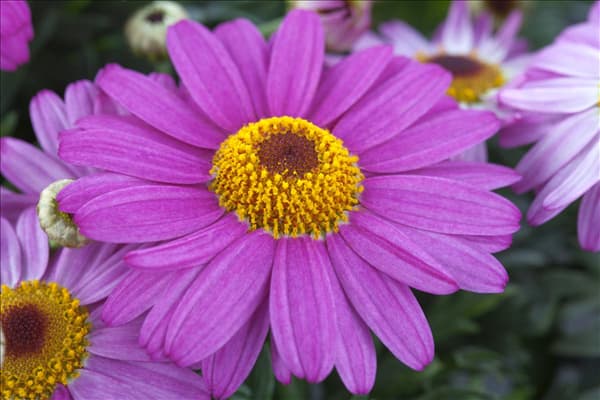 Argyranthemum frutescens, rosa