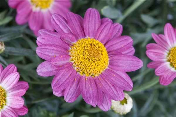 Argyranthemum frutescens, rosa
