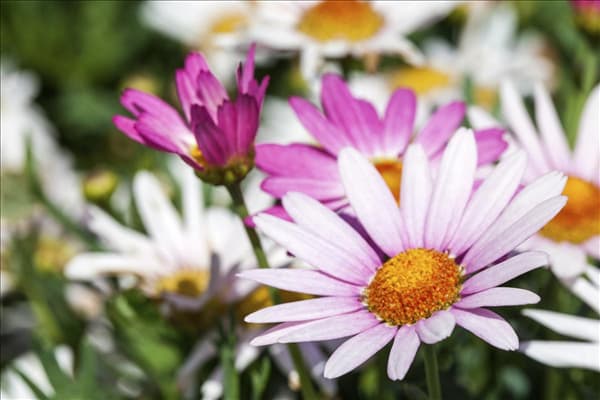 Argyranthemum frutescens, rosa