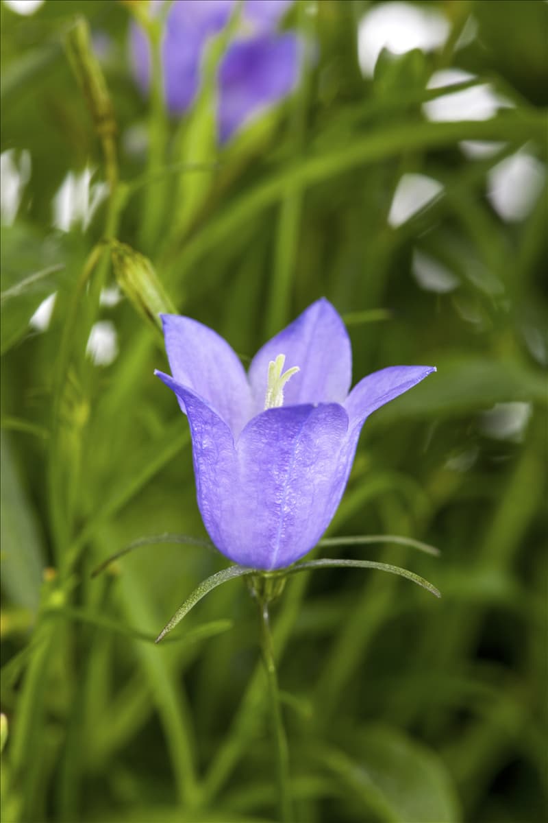 Campanula medium