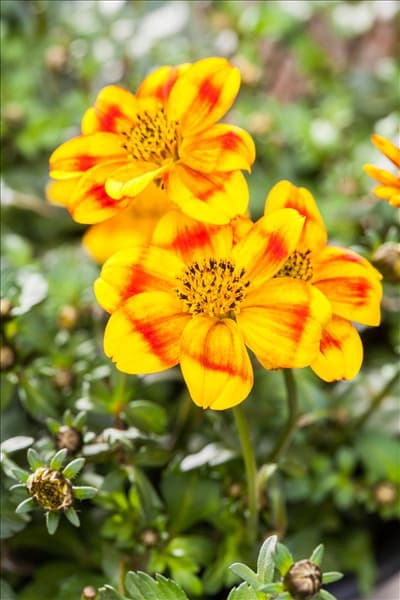 Bidens ferulifolia 'BeeDance'®