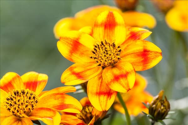 Bidens ferulifolia 'BeeDance'®