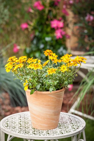Bidens ferulifolia 'BeeDance'®