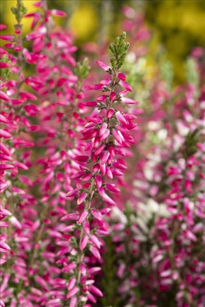 Calluna 'Beauty Ladies'®