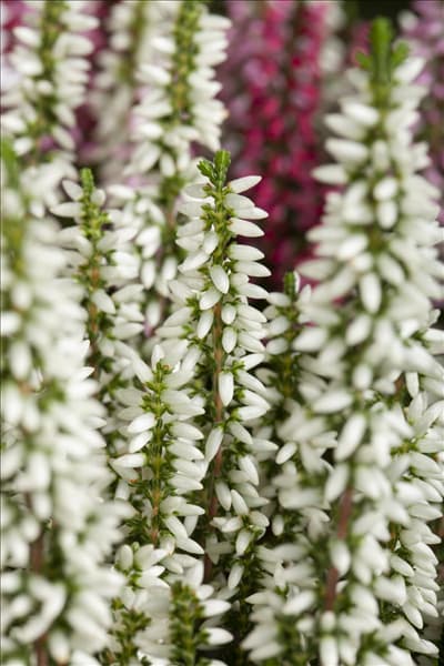 Calluna 'Beauty Ladies'®