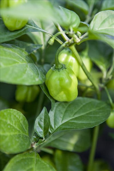 Capsicum chinense 'Habanero'