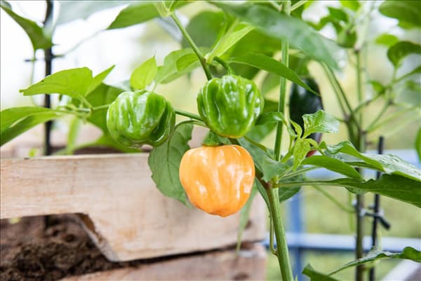 Capsicum chinense 'Habanero'