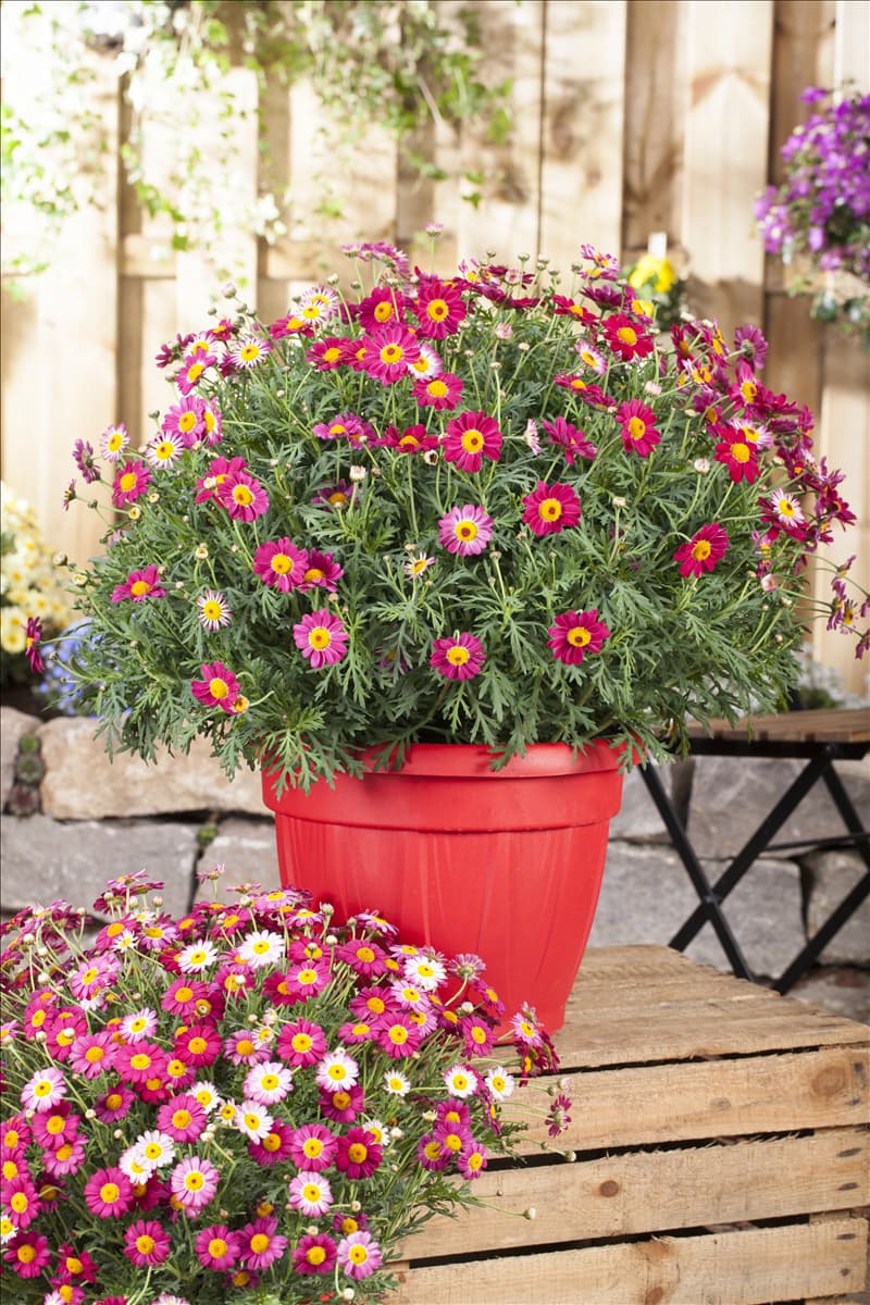 Argyranthemum frutescens, rot