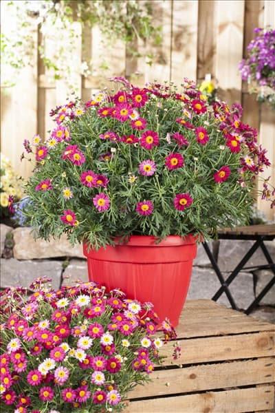 Argyranthemum frutescens, rot