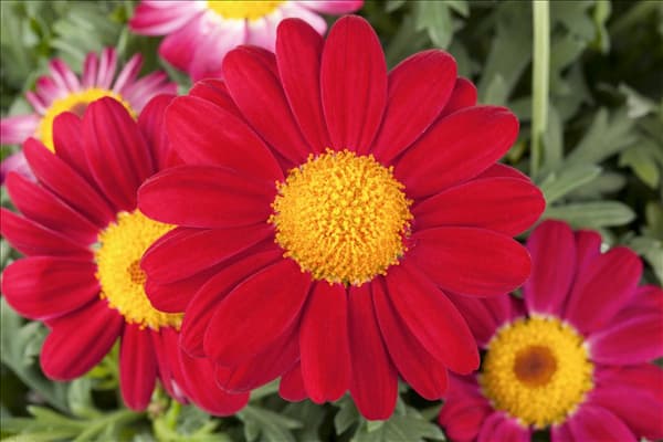 Argyranthemum frutescens, rot