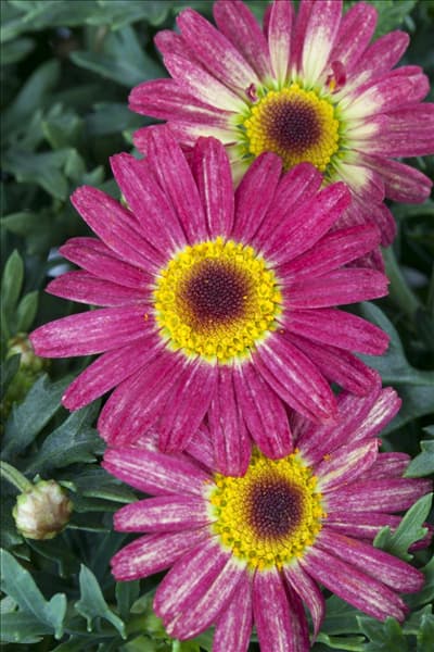 Argyranthemum frutescens, rot
