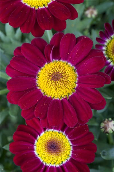 Argyranthemum frutescens, rot