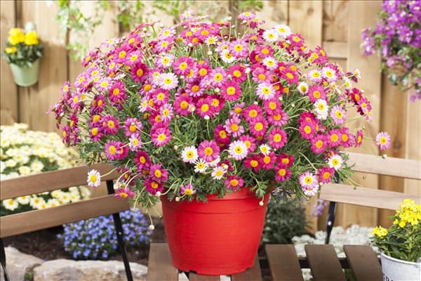 Argyranthemum frutescens