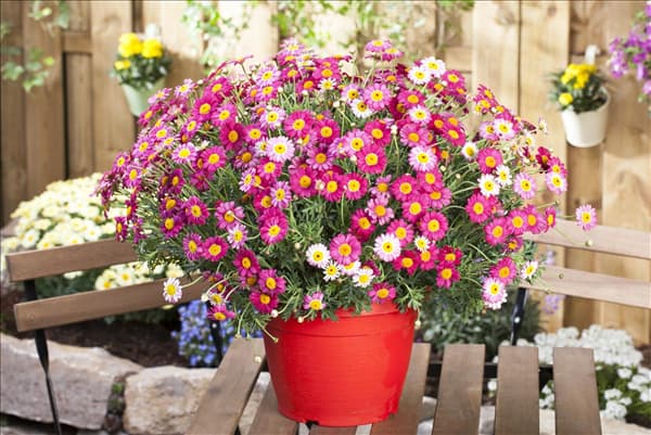 Argyranthemum frutescens