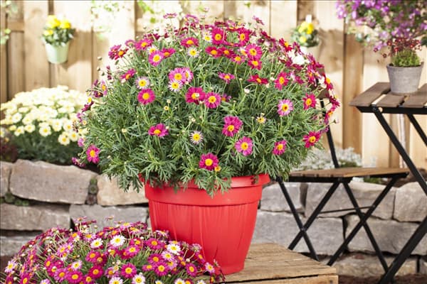 Argyranthemum frutescens, rot