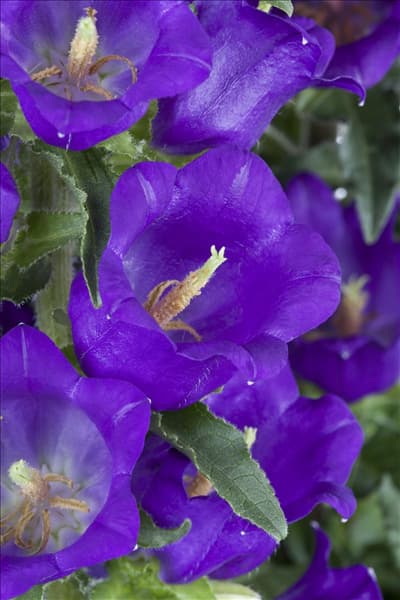 Campanula medium, blau