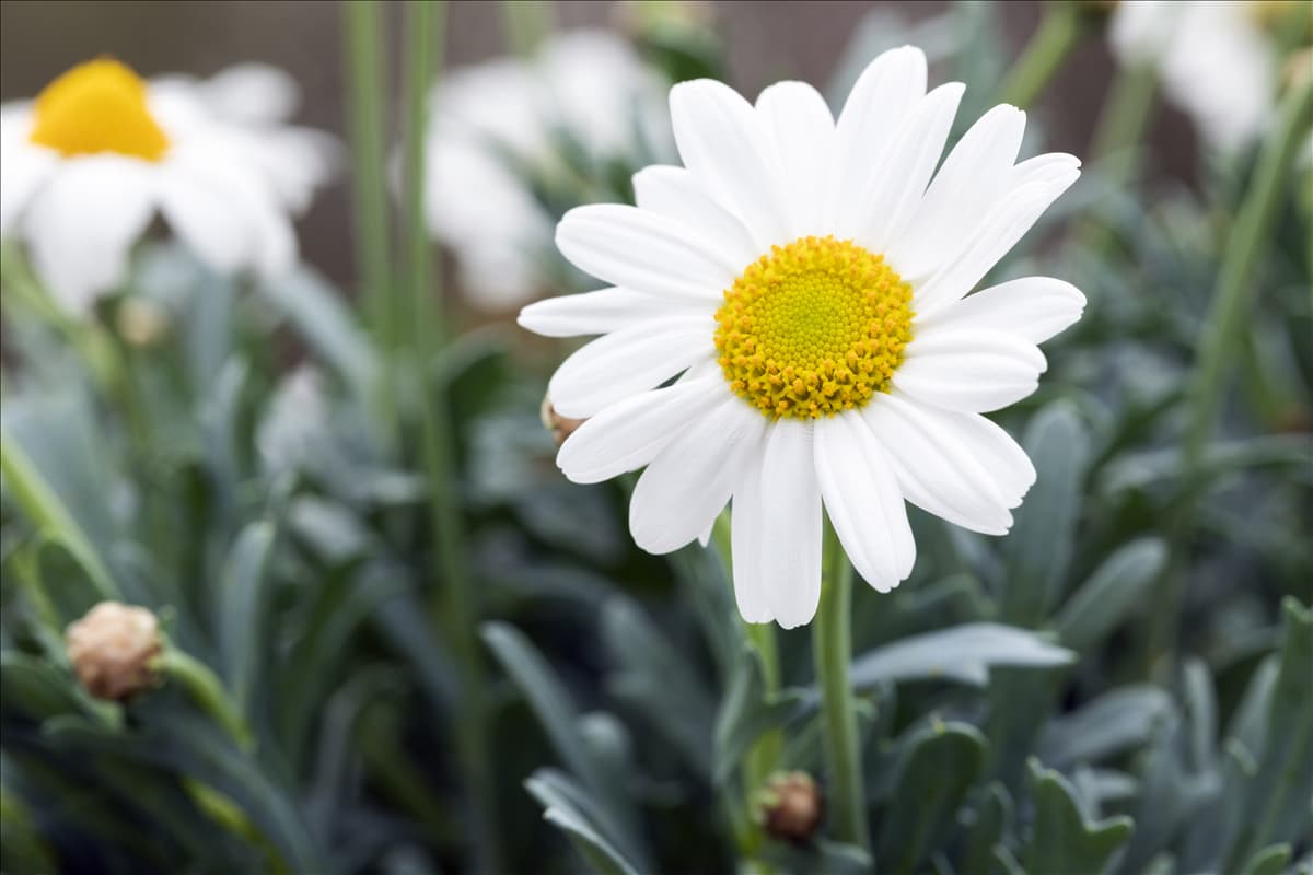 Argyranthemum frutescens, Stamm