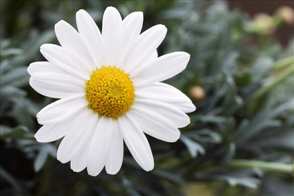 Argyranthemum frutescens, Stamm