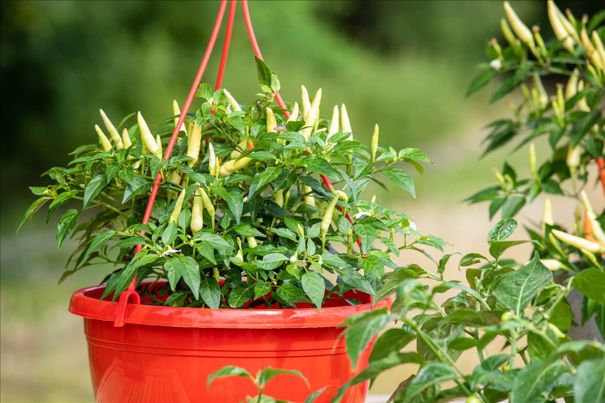 Capsicum frutescens 'Thai Chili'