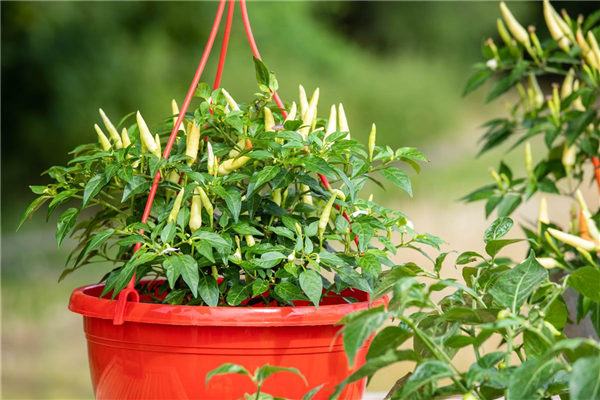 Capsicum frutescens 'Thai Chili'