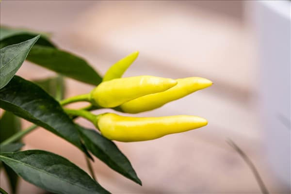 Capsicum frutescens 'Thai Chili'