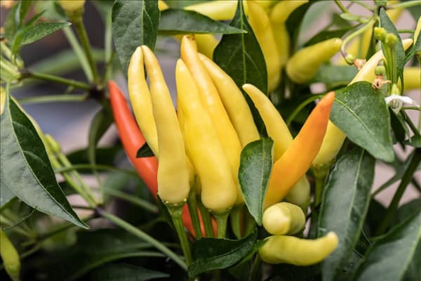 Capsicum frutescens 'Thai Chili'