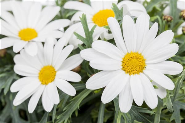 Argyranthemum frutescens, weiß