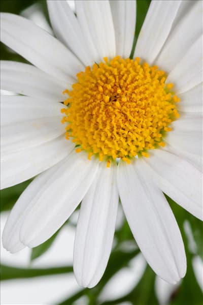Argyranthemum frutescens, weiß