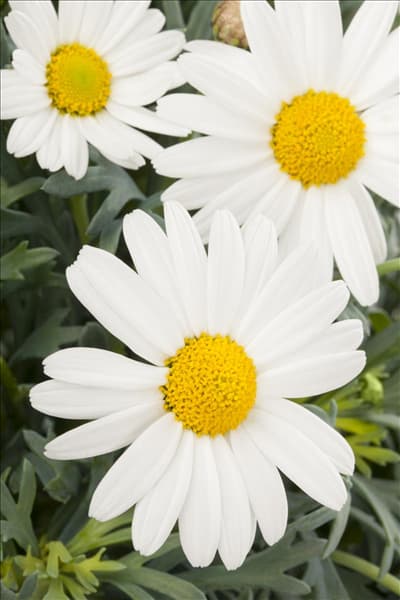 Argyranthemum frutescens, weiß