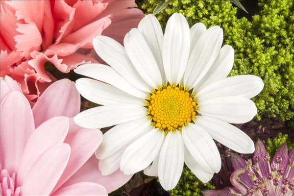 Argyranthemum frutescens, weiß