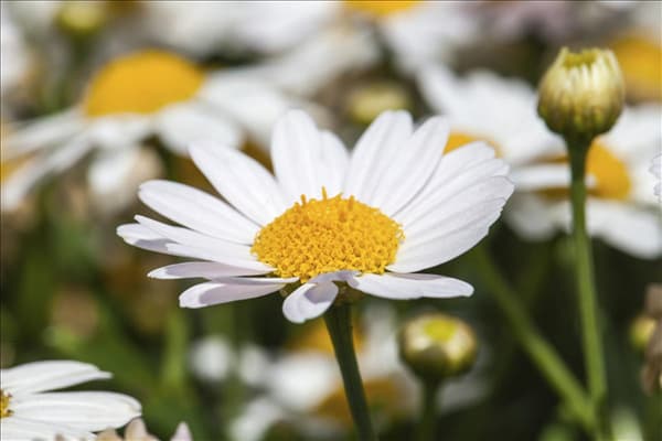 Argyranthemum frutescens, weiß
