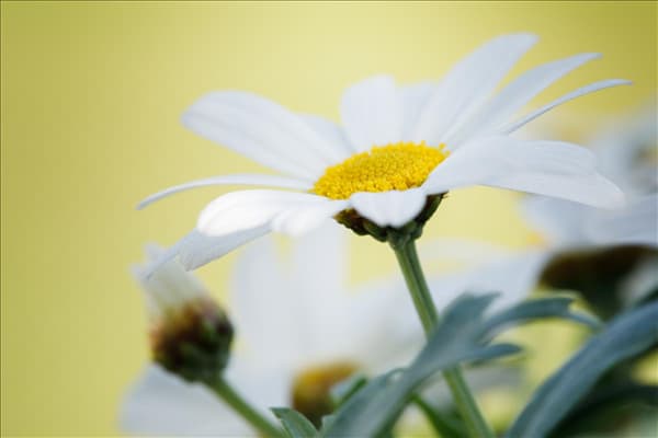 Argyranthemum frutescens