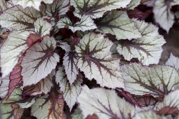 Begonia 'Beleaf'®