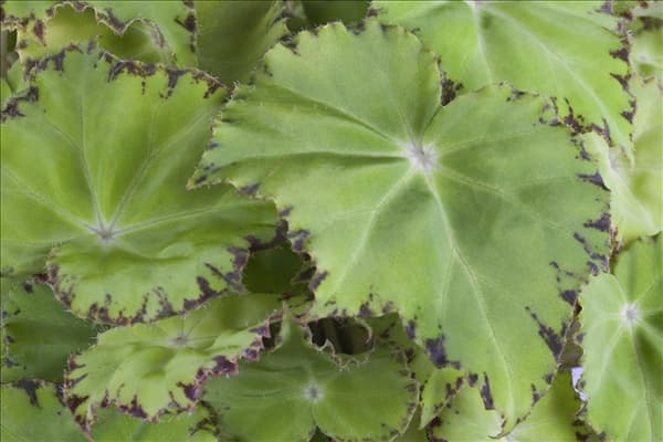 Begonia 'Beleaf'®