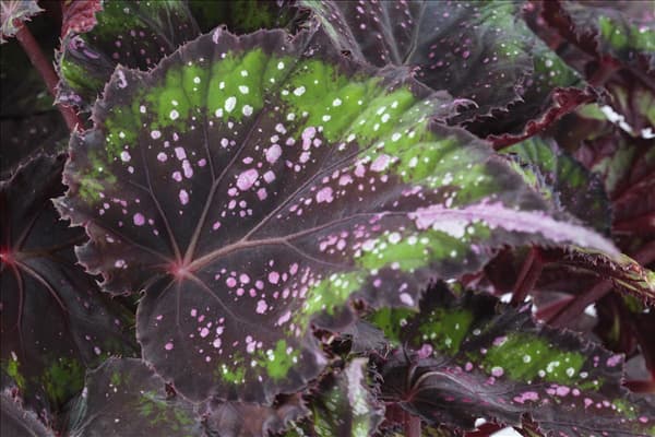 Begonia 'Beleaf'®