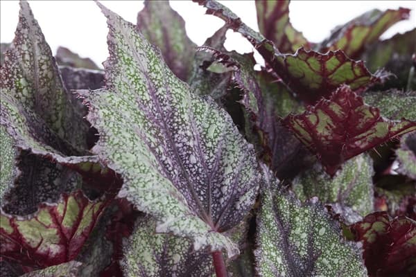 Begonia 'Beleaf'®