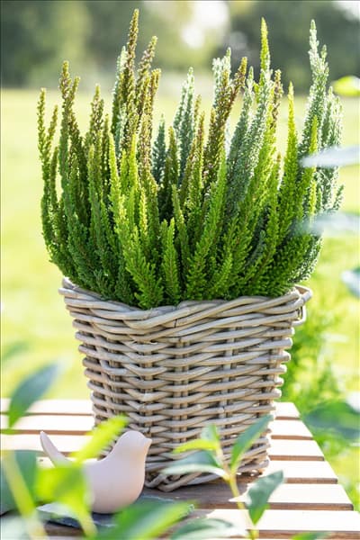 Calluna Beauty Ladies® 'Skyline'
