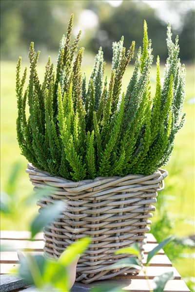 Calluna Beauty Ladies® 'Skyline'