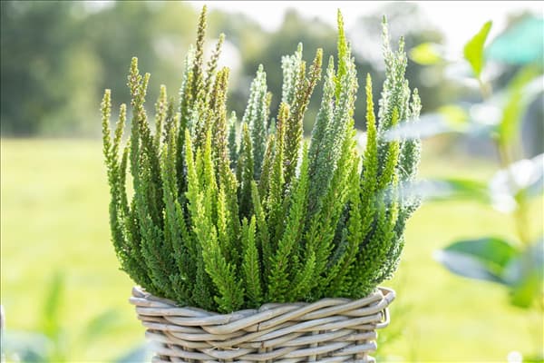 Calluna Beauty Ladies® 'Skyline'