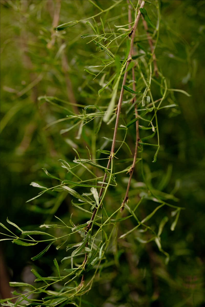 Caragana arborescens 'Walker'