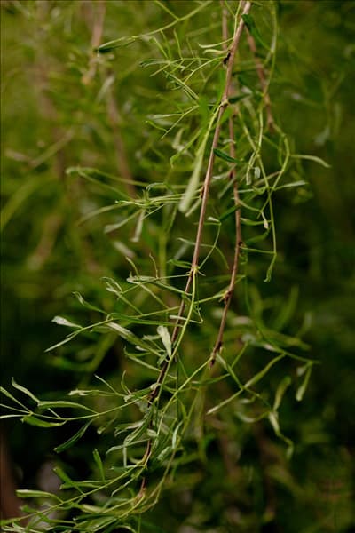 Caragana arborescens 'Walker'