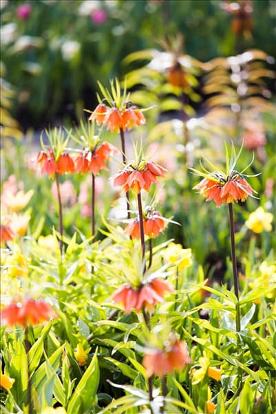 Fritillaria imperialis
