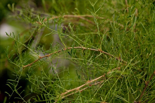 Caragana arborescens