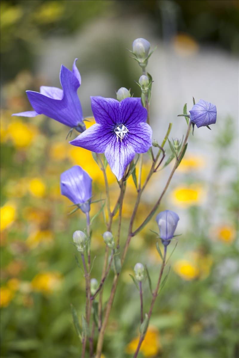 Campanula persicifolia