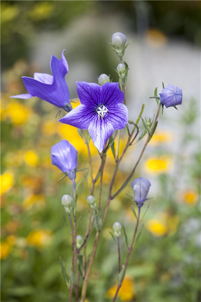 Campanula persicifolia