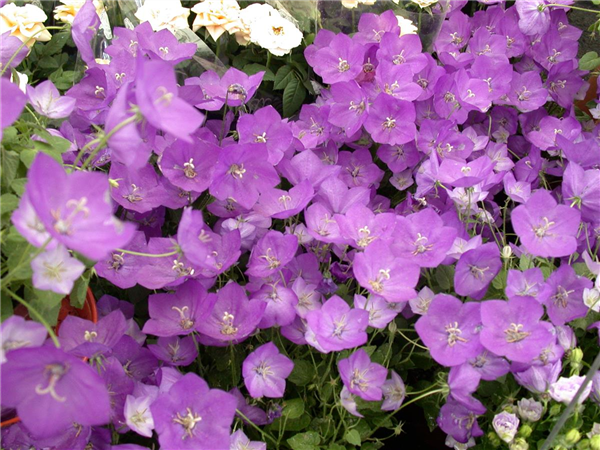 Campanula persicifolia