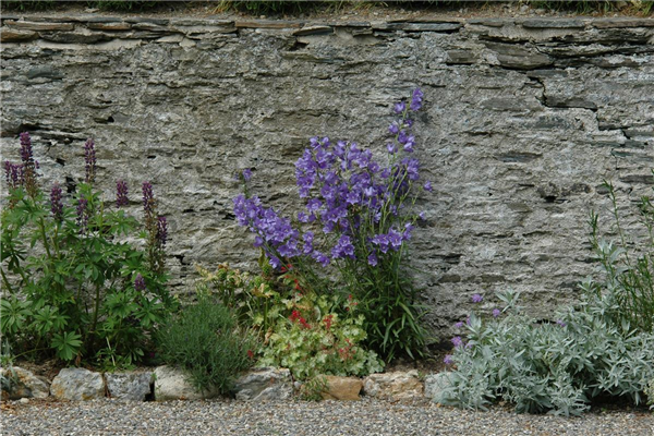 Campanula persicifolia
